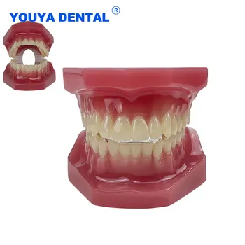 Новейшая стоматологическая модель зубов для взрослых Модель Normal Teach для обучения зубам При изучении стоматологии полости рта Медицинские стоматологические изделия