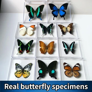 Настенный декор в виде настоящей бабочки в прозрачной коробке - уникальный подарок для студентов или домашнего декора из органического материала