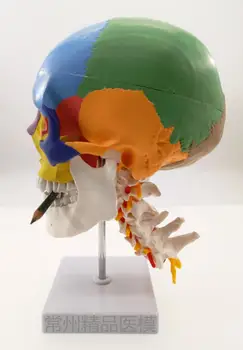 модель черепа с имитацией шейного отдела позвоночника, цветная функциональная перегородка черепа, образовательная модель